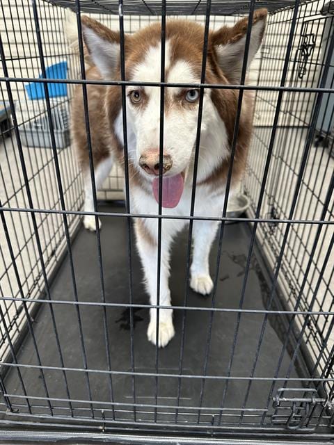 Photo of Maple, adoptable Husky in Las Vegas, Nevada