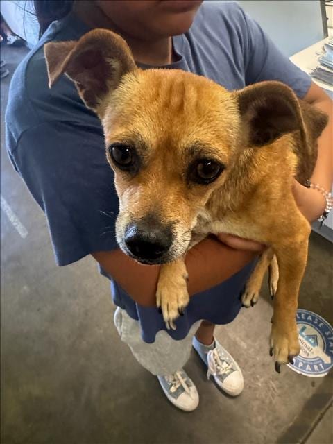 Photo of Catalea, adoptable Chihuahua in Los Angeles, California