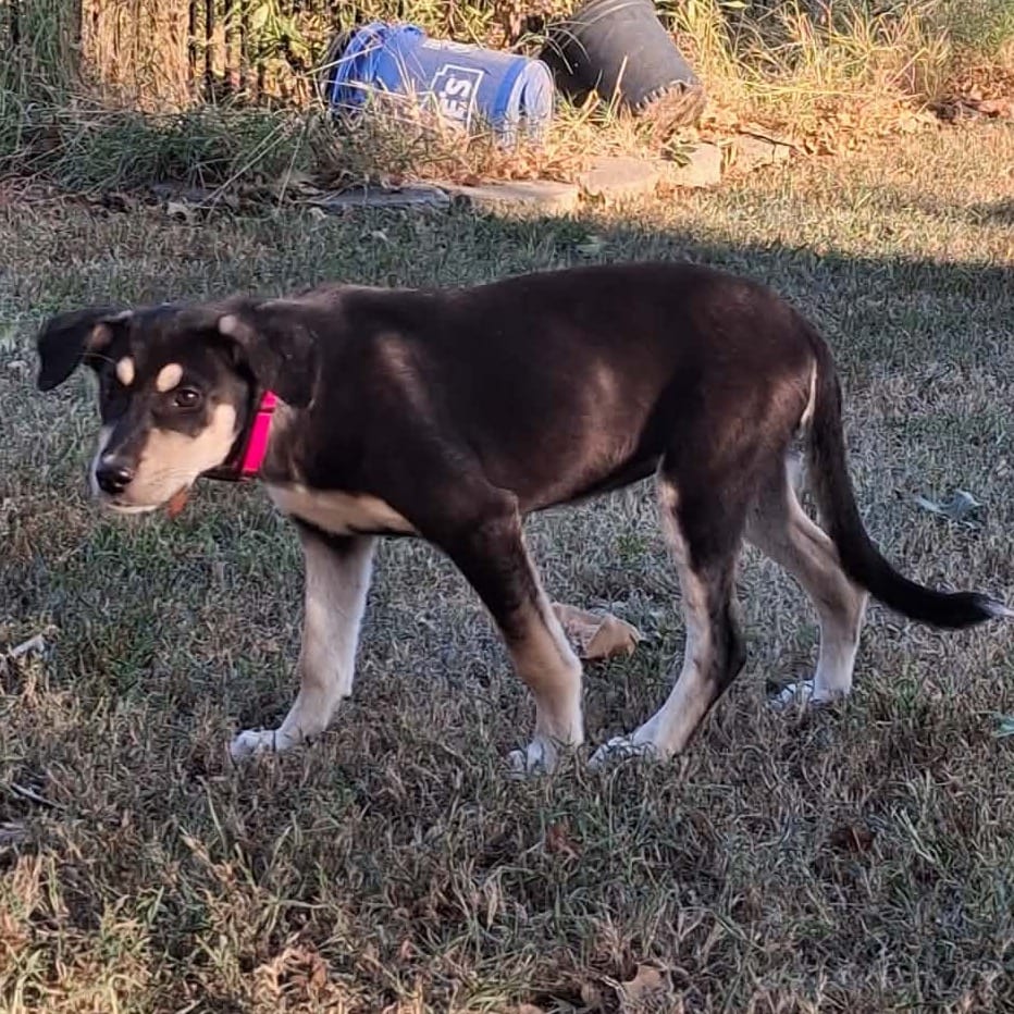 Photo of Bee, adoptable Shepherd / Mixed Breed (Medium) in Staunton, Virginia