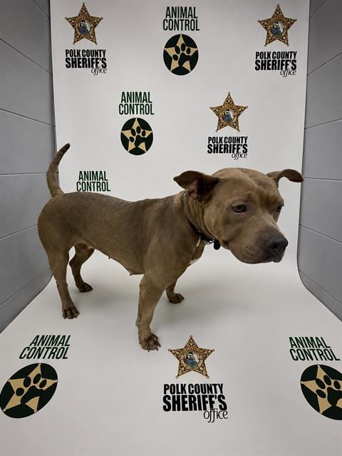 Photo of Sheila, adoptable Bulldog in Winter Haven, Florida