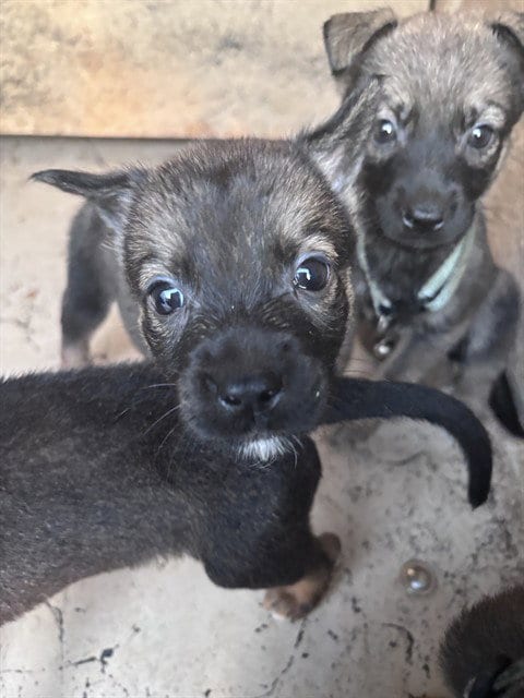 Photo of A480641, adoptable German Shepherd Dog in Oklahoma City, Oklahoma