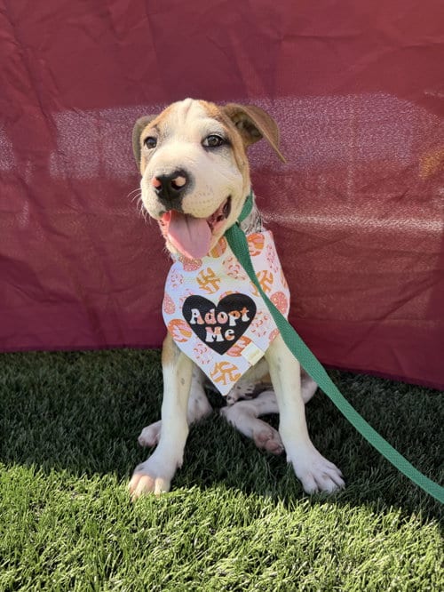 Photo of Rocket (m), adoptable Pit Bull Terrier in Nashville, Tennessee