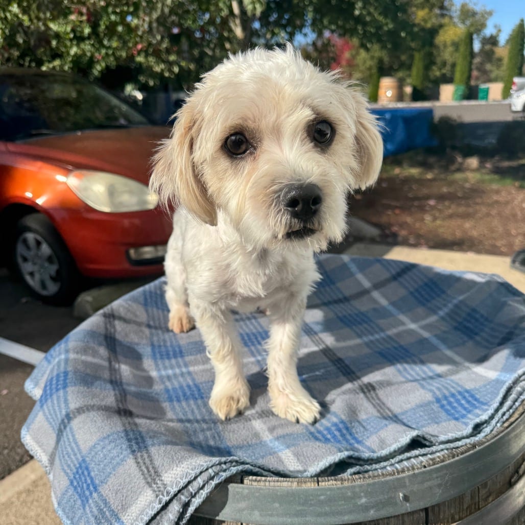 Photo of Norman, adoptable Lhasa Apso / Mixed Breed (Small) in Newberg, Oregon