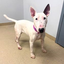 Photo of Frankie, adoptable Bull Terrier in Aurora, Colorado