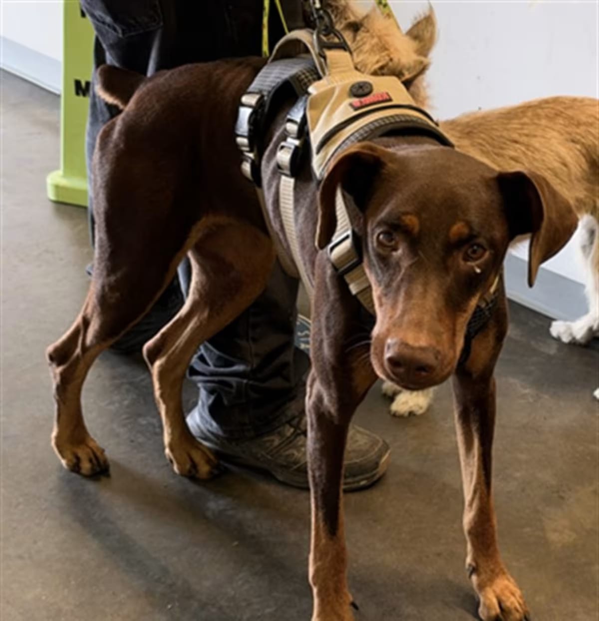Photo of Luna, adoptable Doberman Pinscher in Los Angeles, California