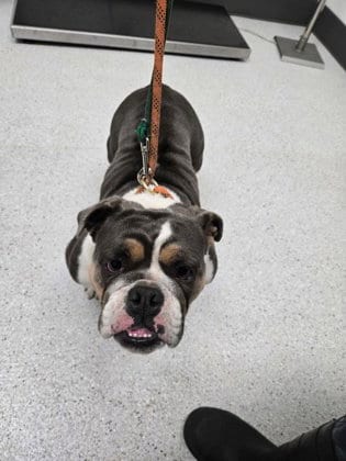 Photo of Beatrice, adoptable English Bulldog in Oakland, California