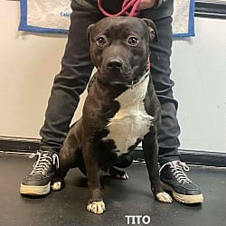 Photo of Tito, adoptable American Pit Bull Terrier Labrador Retriever in Washington, Georgia