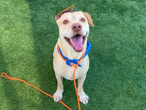 Photo of Tahoe, adoptable Labrador Retriever in Orange, California