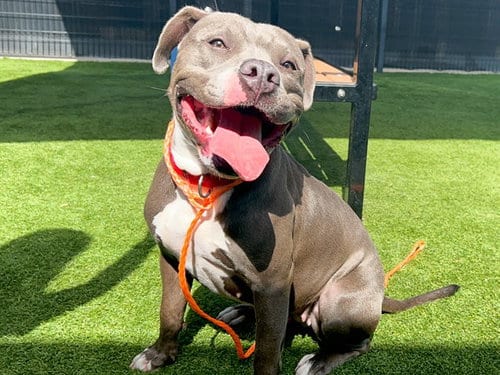 Photo of Echo, adoptable Pit Bull Terrier in Orange, California