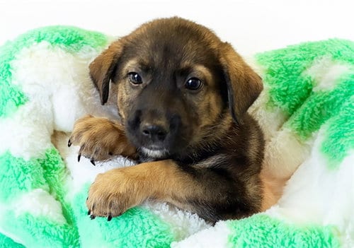 Photo of Barrel, adoptable German Shepherd Dog in Ft Lauderdale, Florida