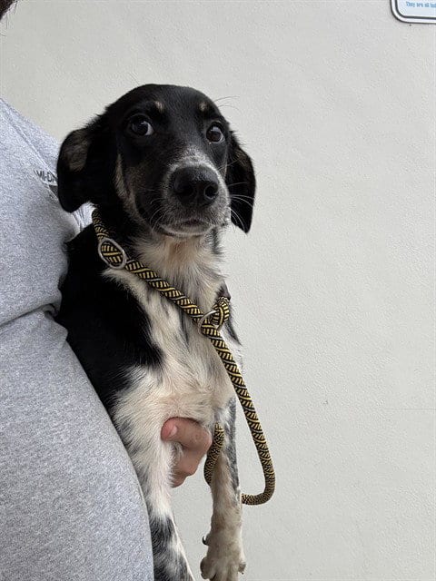 Photo of Amelia, adoptable Australian Shepherd in Miami, Florida