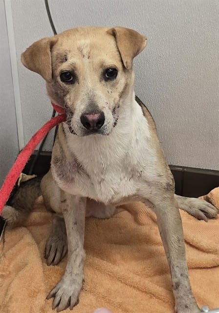 Photo of Luigi, adoptable dog