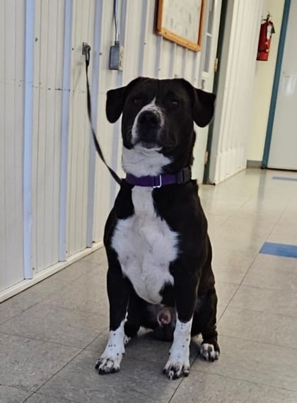 Photo of Rolly, adoptable Retriever, Labrador/Mix in Freeport, Illinois