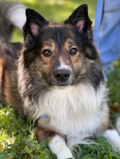 Photo of Peter, adoptable Collie, Rough/Mix in Annapolis, Maryland
