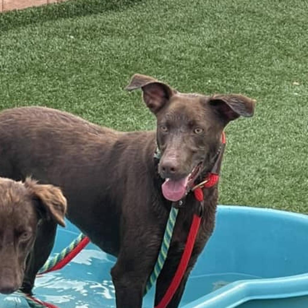 Photo of Ash, adoptable Mixed Breed (Medium) in St. Louis, Missouri