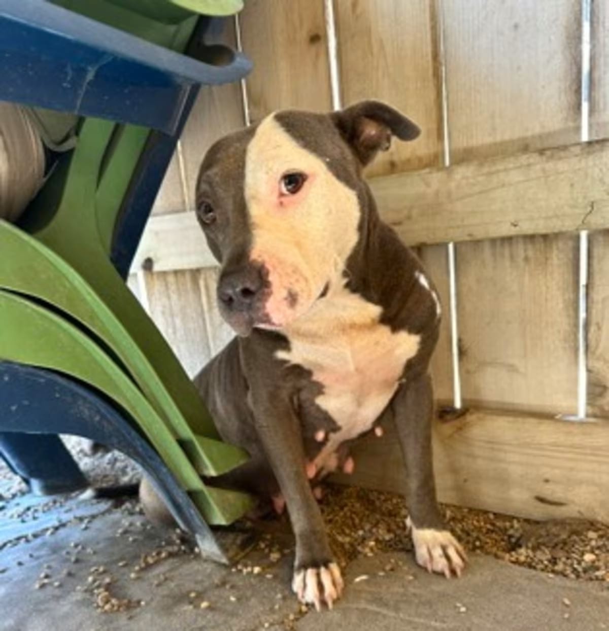 Photo of Sadie, adoptable American Pit Bull Terrier in New Orleans, Louisiana