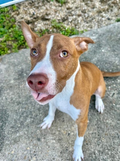 Photo of Bumble, adoptable Terrier in New Orleans, Louisiana