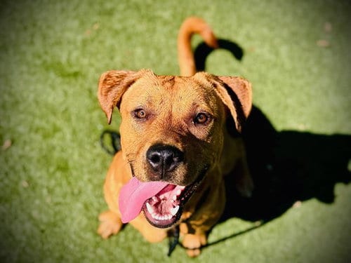 Photo of Dude, adoptable Labrador Retriever in Orlando, Florida