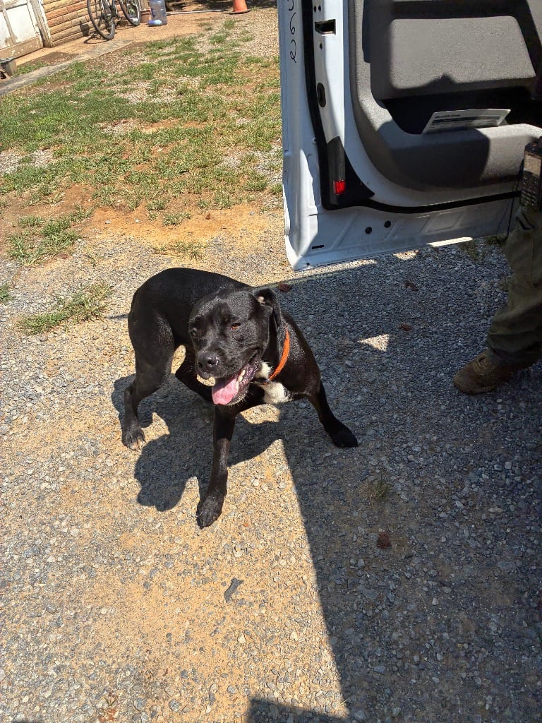 Photo of Denim, adoptable Mixed Breed in Chickamauga, Georgia