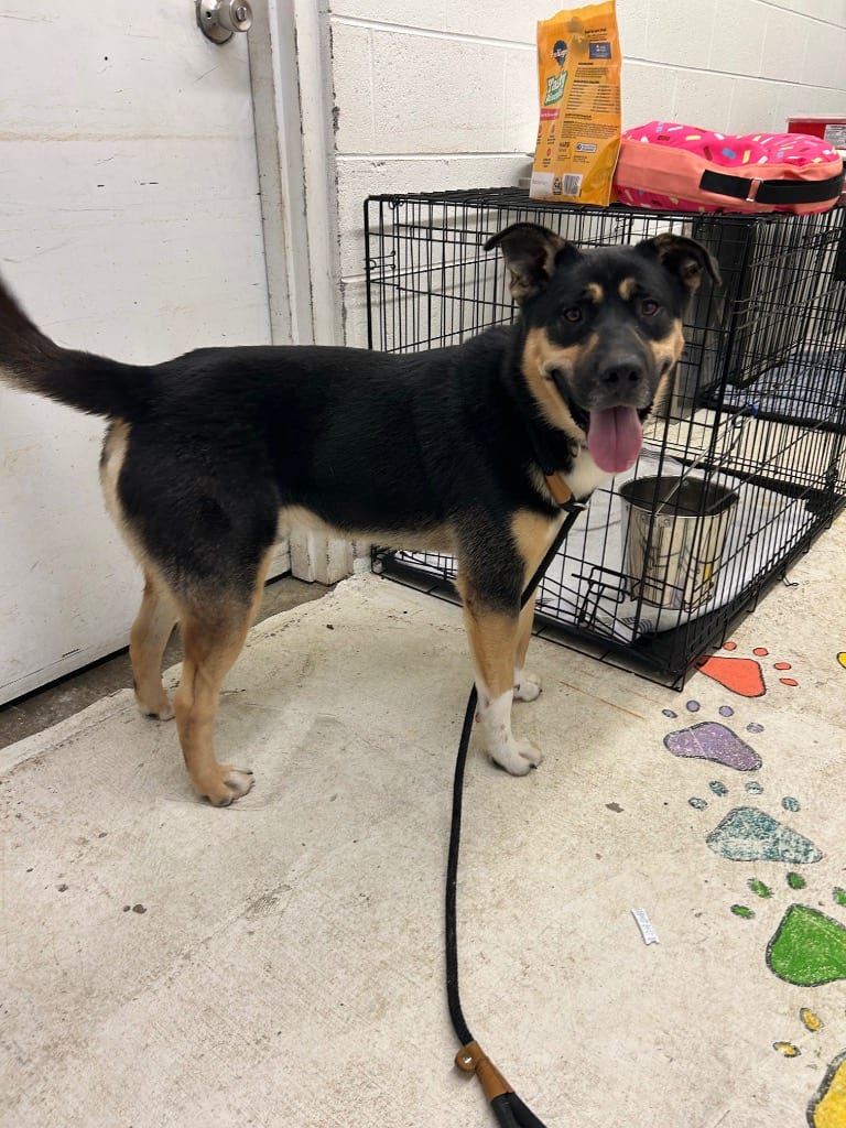 Photo of Gunner Stockton, adoptable Shepherd in Chickamauga, Georgia