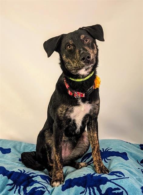 Photo of Mia, adoptable Border Collie in Thousand Palms, California