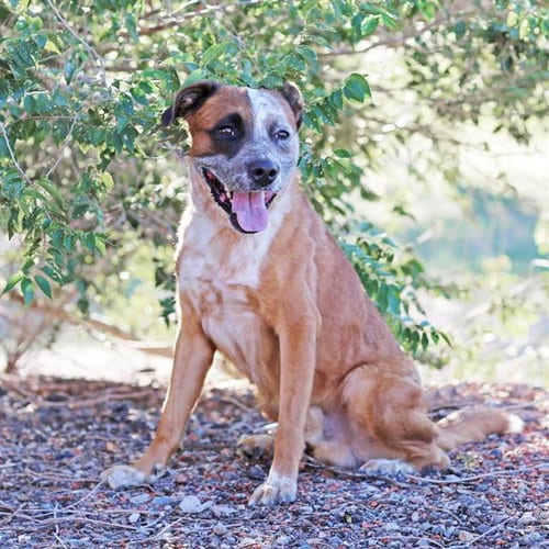 Photo of Zebra, adoptable Australian Cattle Dog/Blue Heeler in Albuquerque, New Mexico