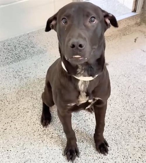 Photo of Tonny, adoptable Labrador Retriever in Houston, Texas