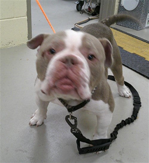Photo of Fidough, adoptable Bulldog in Sanford, Florida