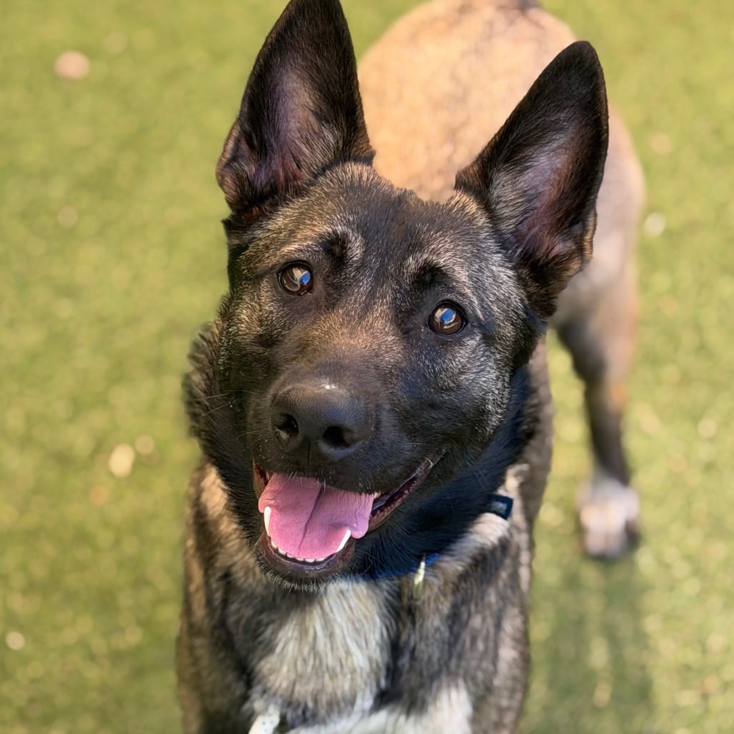 Photo of Harley, adoptable Mixed Breed (Medium)