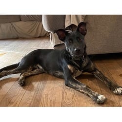 Photo of oliver, adoptable German Shepherd Dog Terrier (Unknown Type, Medium) in Irmo, South Carolina
