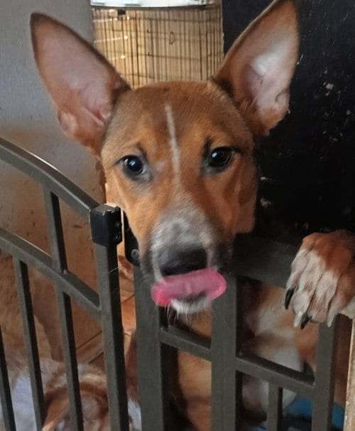 Photo of Toffee, adoptable Cattle Dog in San Juan Bautista, California