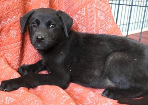 Photo of Sandra, adoptable German Shepherd Dog in Thief River Falls, Minnesota