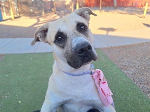 Photo of Rocko, adoptable German Shepherd Dog in Phoenix, Arizona