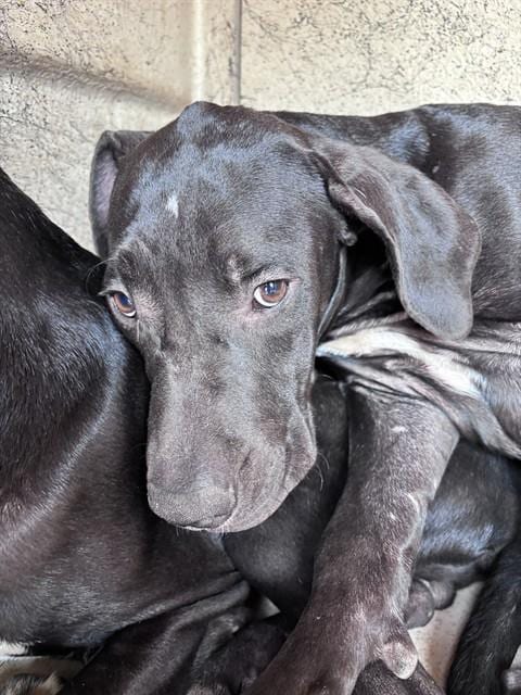Photo of A480963, adoptable Great Dane in Oklahoma City, Oklahoma