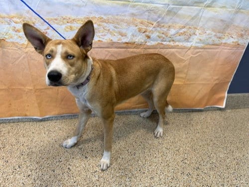 Photo of Gumdrop, adoptable Husky in Miami, Florida