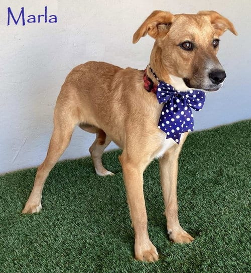 Photo of Marla, adoptable Labrador Retriever in San Diego, California