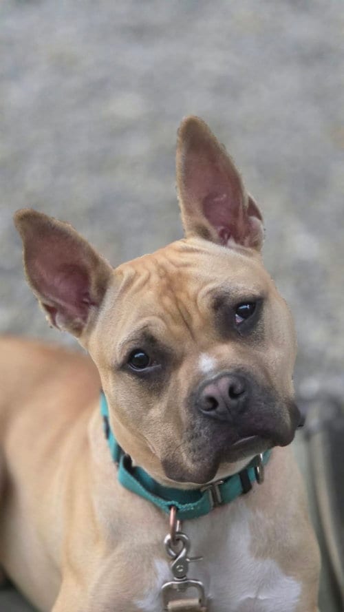 Photo of Angelo, adoptable American Pit Bull Terrier in Sayreville, NJ, New Jersey