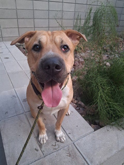 Photo of Ruger, adoptable Chinese Shar-Pei in Mesa, Arizona