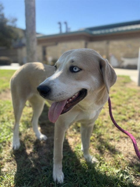 Photo of Milla, adoptable Labrador Retriever in Riverside, California