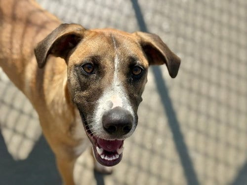 Photo of Fancy, adoptable Belgian Shepherd Malinois in Tulsa, Oklahoma