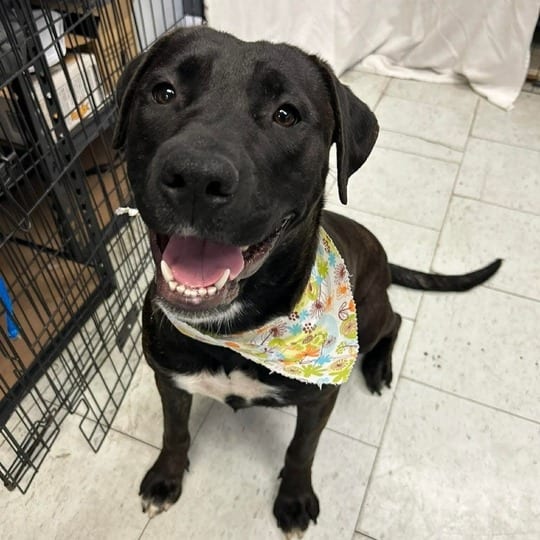 Photo of Rose, adoptable Mastiff / Mixed Breed (Large) in California, California