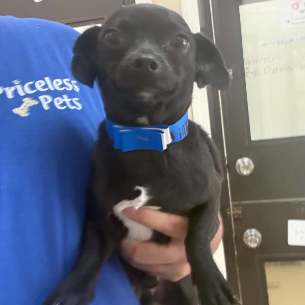 Photo of Swaggy -*Available by Appointment*Chino Hills Location, adoptable Chihuahua / Mix