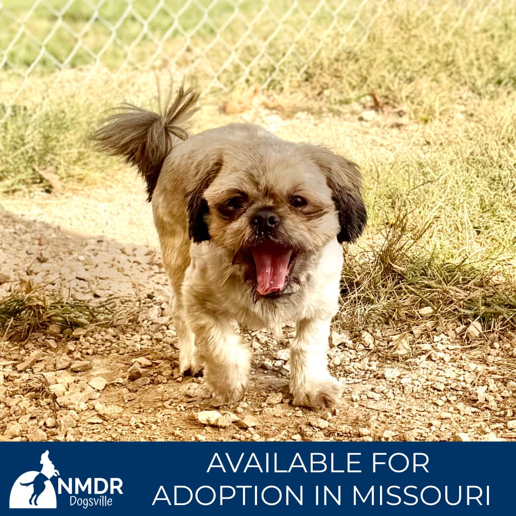 Photo of Mortimer - Missouri (S26-64), adoptable Shih Tzu / None in Colorado Springs, Colorado