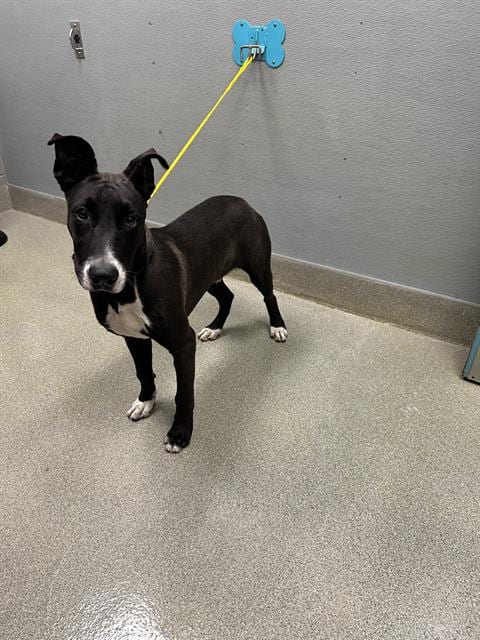 Photo of Chance, adoptable Pit Bull Terrier in Las Vegas, Nevada