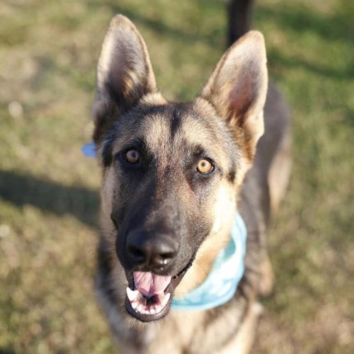Photo of Rain, adoptable German Shepherd Dog in San Antonio, Texas