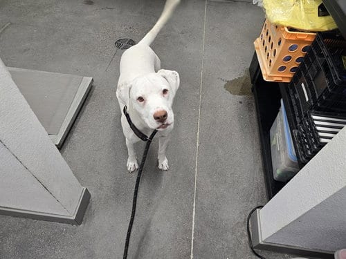 Photo of Scotch, adoptable American Pit Bull Terrier in Mesa, Arizona