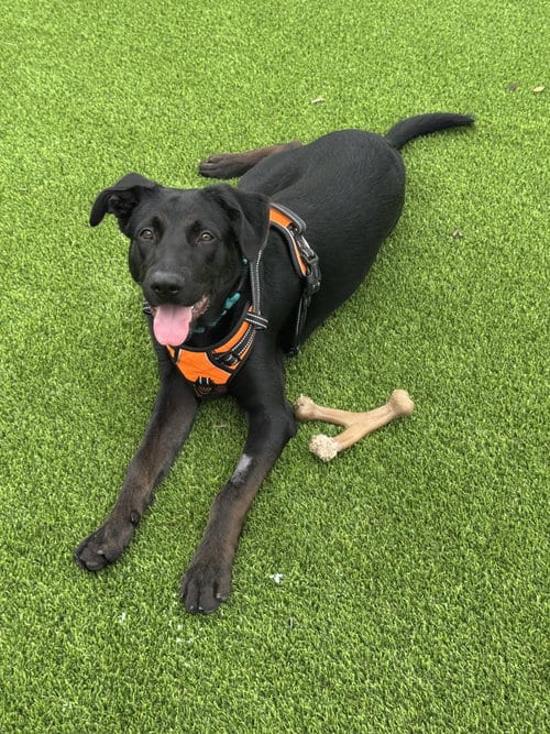 Photo of Arden, adoptable Black Labrador Retriever in Lighthouse Point, Florida
