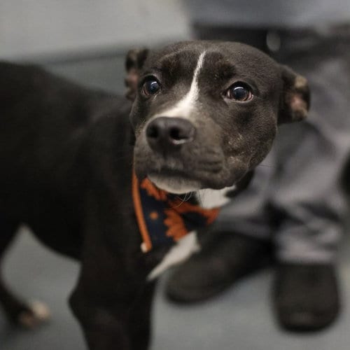 Photo of Kahlua, adoptable American Staffordshire Terrier in San Antonio, Texas