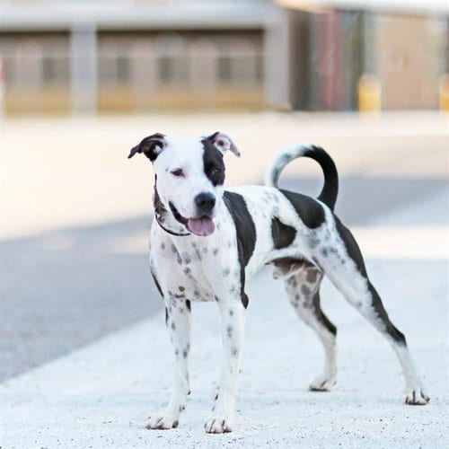 Photo of Penta, adoptable Pit Bull Terrier in Albuquerque, New Mexico