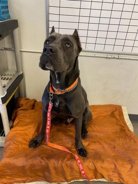 Photo of Major, adoptable Cane Corso Mastiff in Jacksonville, Florida